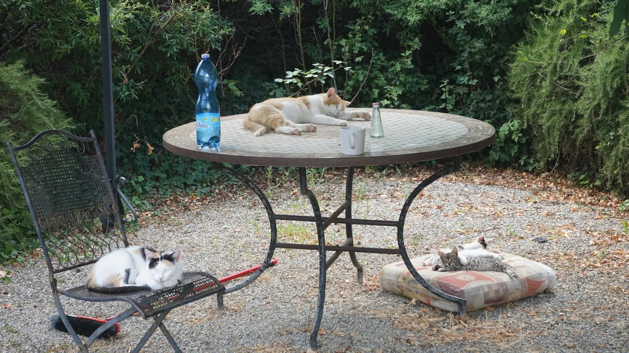 Several cats resting on and beside a garden table in the shade