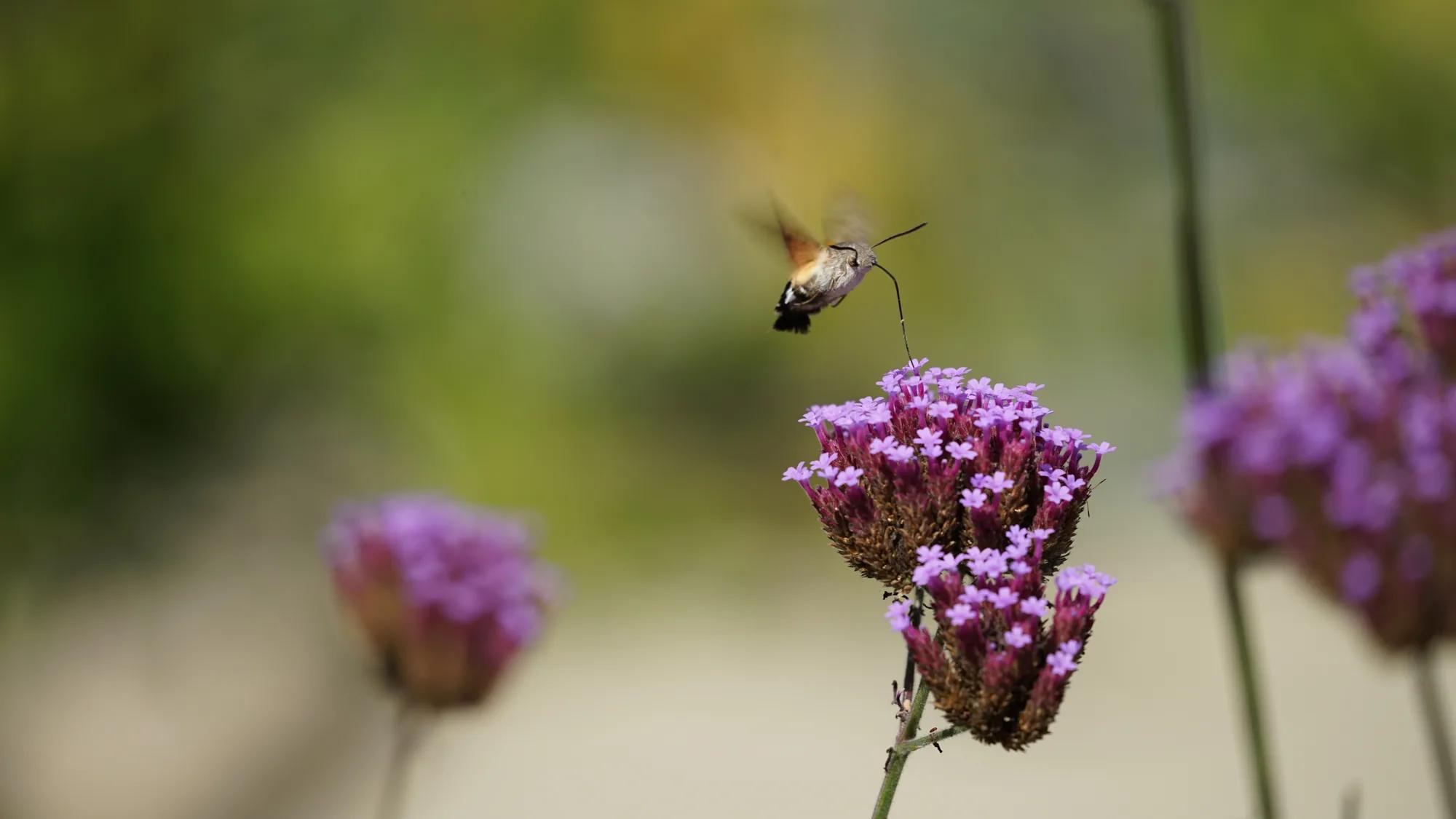Flying insect approaching a purple blossom