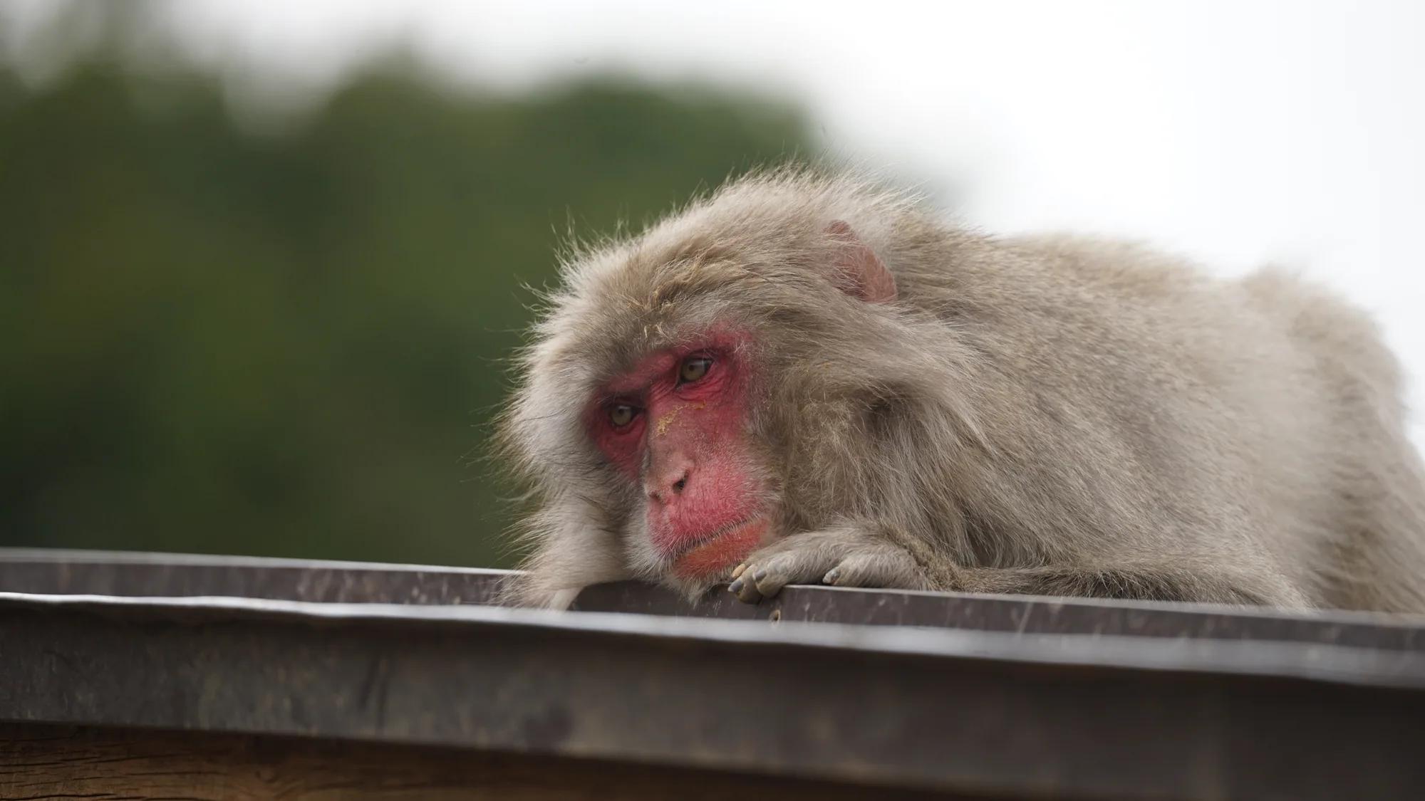 Japanese macaque sitting with closed eyes on a wooden beam
